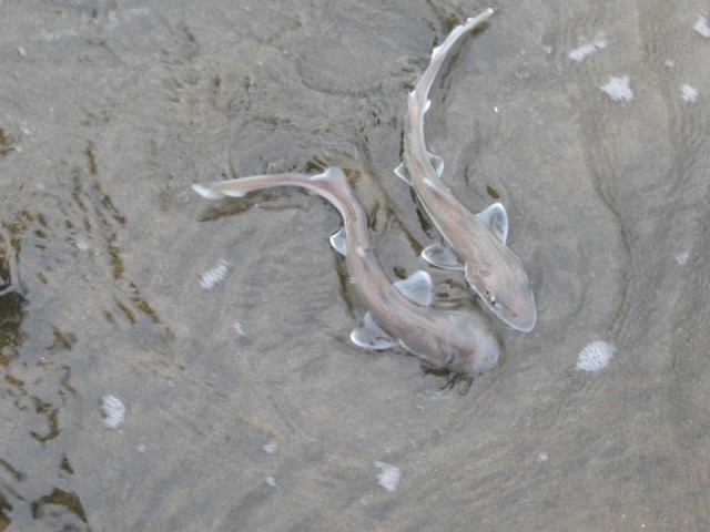 baby smoothhound